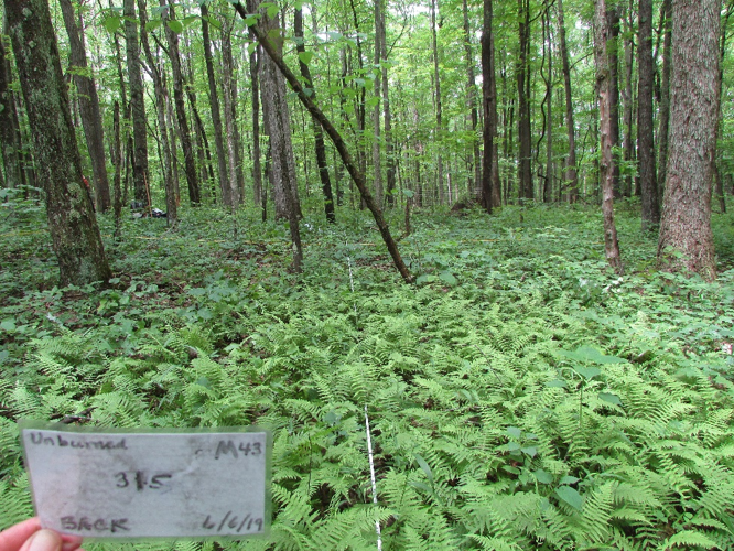 Oak forest with measuring tape for forest monitoring