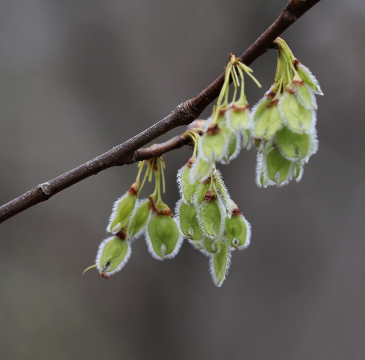 small green fuzzy fruits hanging from a branch