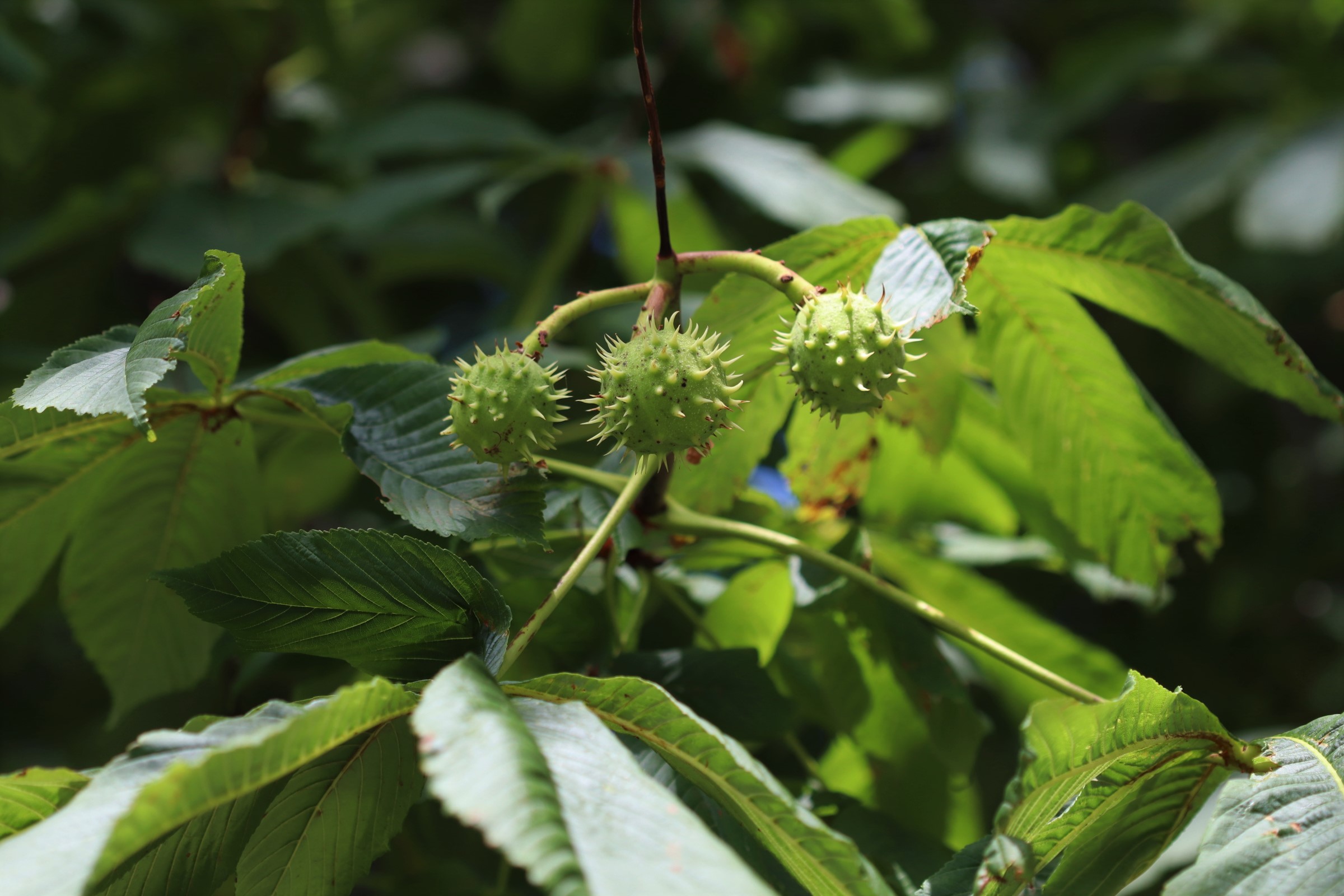 fruits that are spiky green balls