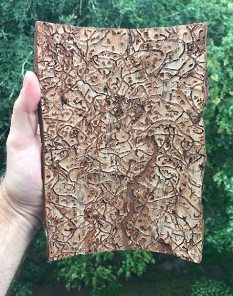 A person holds up a rectangular cut of bark, showing the maze-like tunnels, or “galleries”, that the beetle made under the surface of the tree.