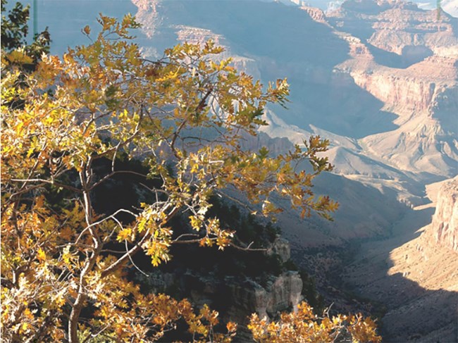 A Gambel oat on the South Rim of the Grand Canyon.