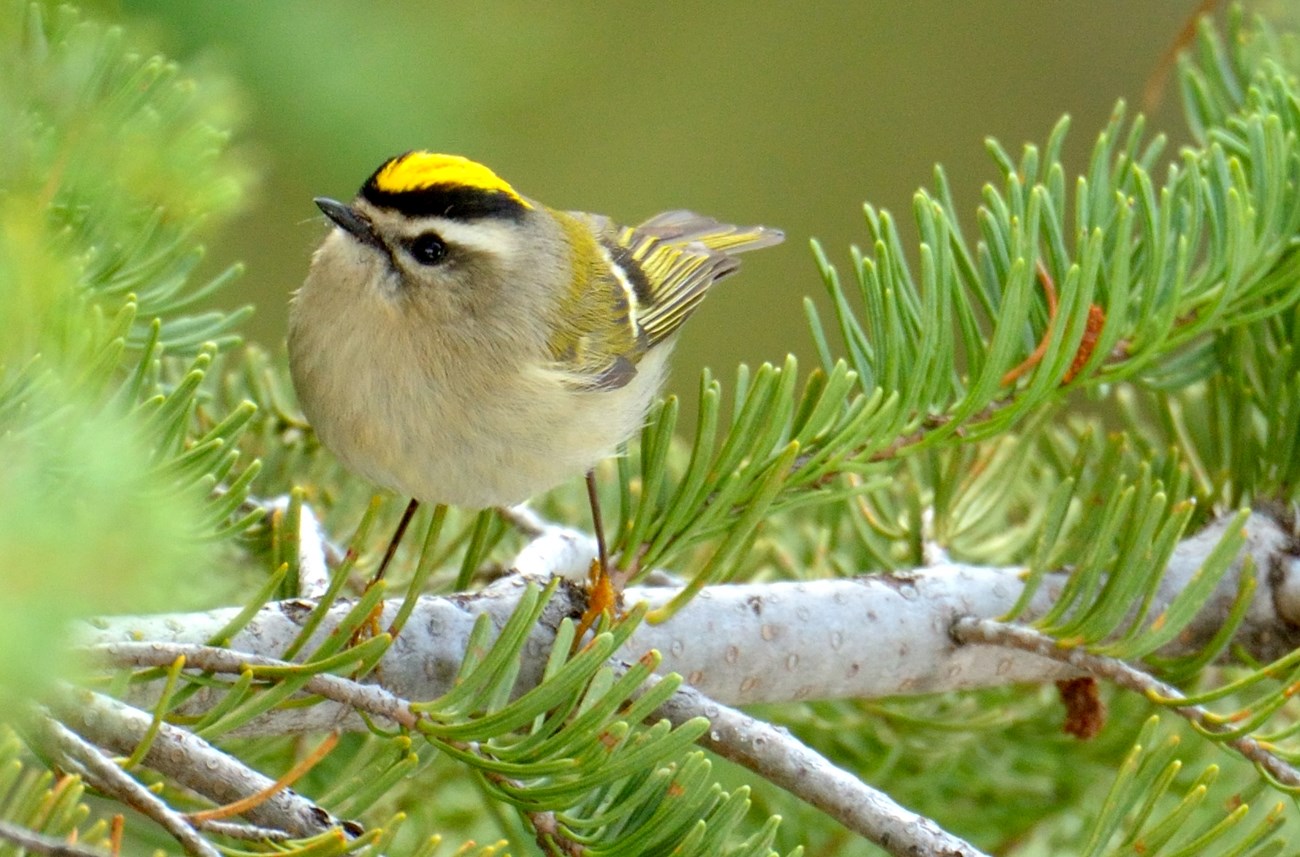 Small gray bird with a white stripe on face below a black stripe and yellow crown.