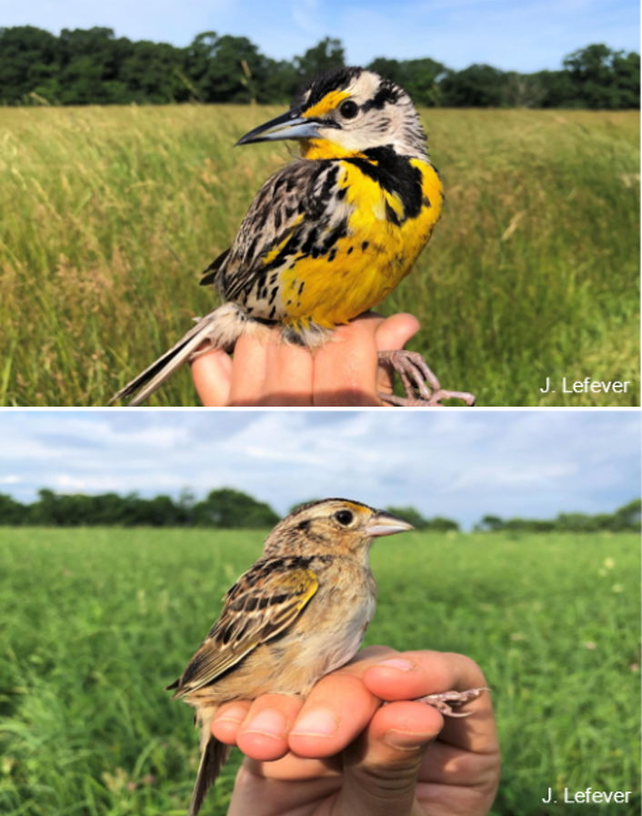 Above, a yellow and black bird is held in the hand of a researcher. Below, a light and dark brown bird is held. 