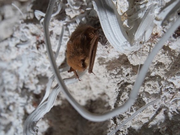 desiccated bat