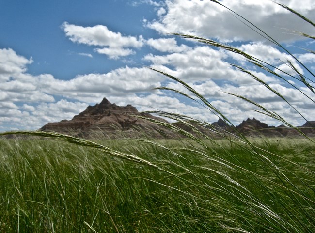 tall green grass with oblong seed pods at the tips sway in the wind in front of badlands formations.