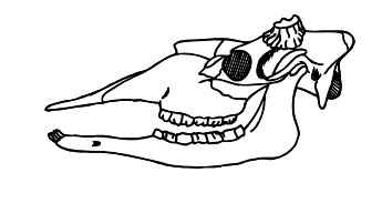 Line drawing of an herbivore skull