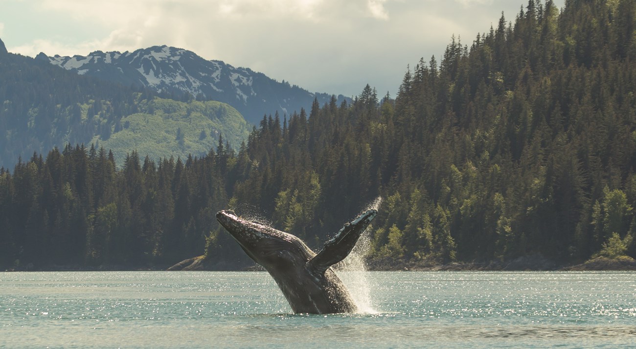 A humpback whale is in the middle of breaching, with a tree-covered hillside and mountains in the background