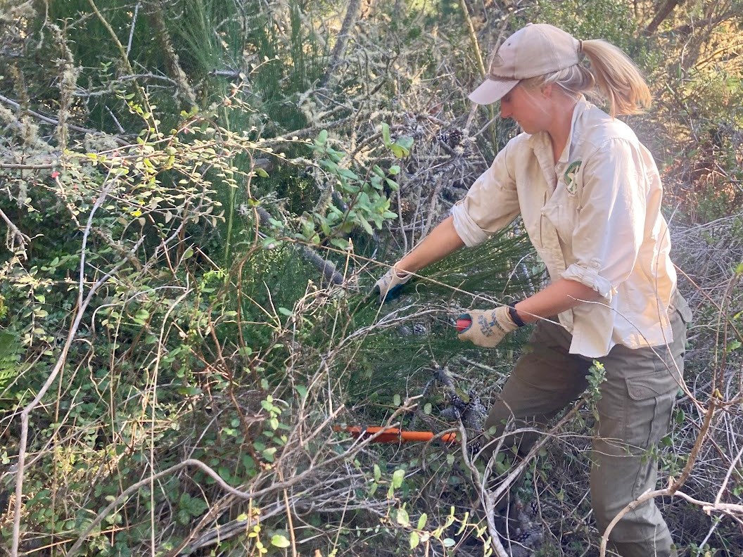 Person in a patch of forest pulling on the branches of a large, green shrub.