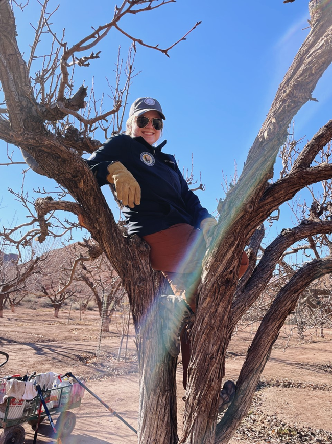 Person sits on the limb of a fruit tree