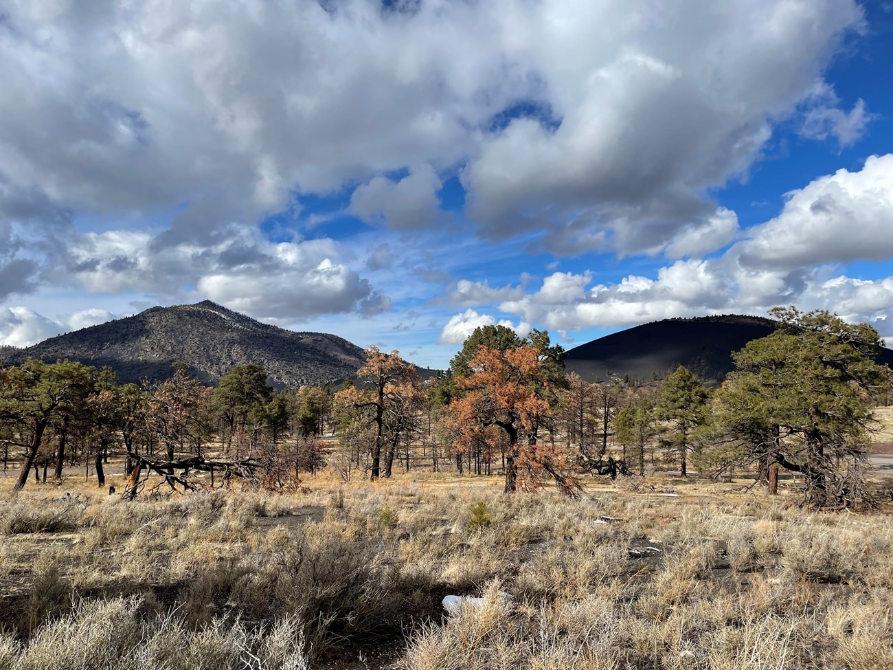 Grassland with trees in the forefront and two mountains in the background.