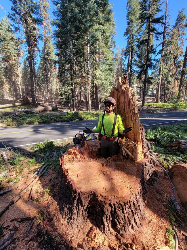 Adam stands in a tree stump.