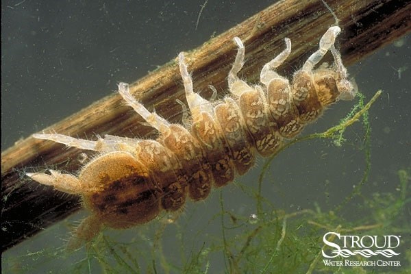 A segmented aquatic arthropod with seven pairs of legs resting on a piece of debris underwater