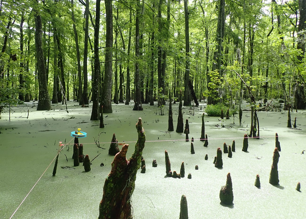 Cypress and Tupelo swamp at Jean Lafitte National Park.
