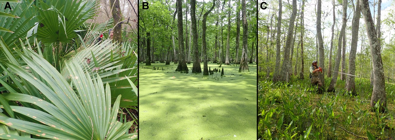 A three-panel image showing various habitat groupings at Jean Lafitte NPP's Barataria Unit.
