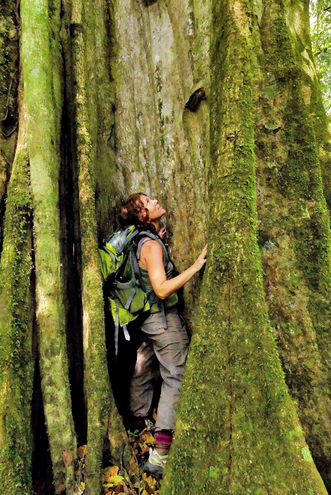 Jena stands within and examines the buttress of a giant tree.