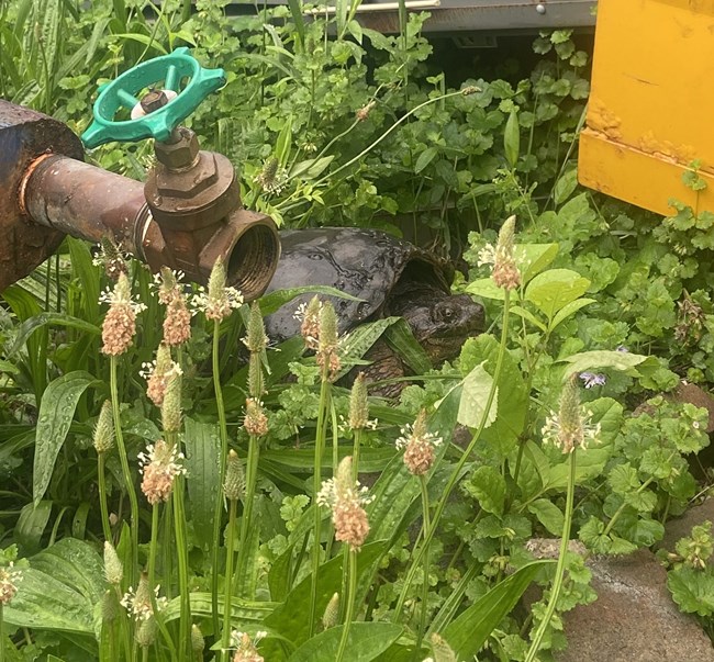 Snapping turtle nestled amid green grasses and beside a faucet.