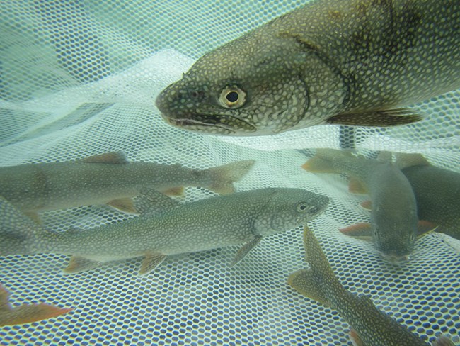 Lake trout underwater in a net.