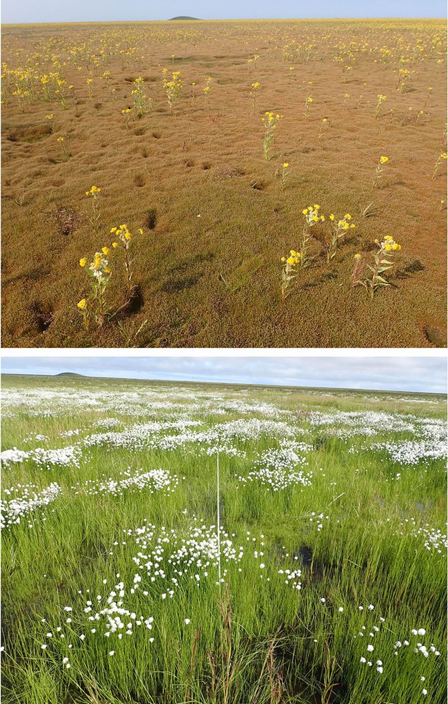 A comparison of tundra vegetation that recolonized a drained Arctic lake after 2 years and 3 years.