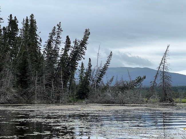 permafrost melt increases lake area and causes trees to topple.