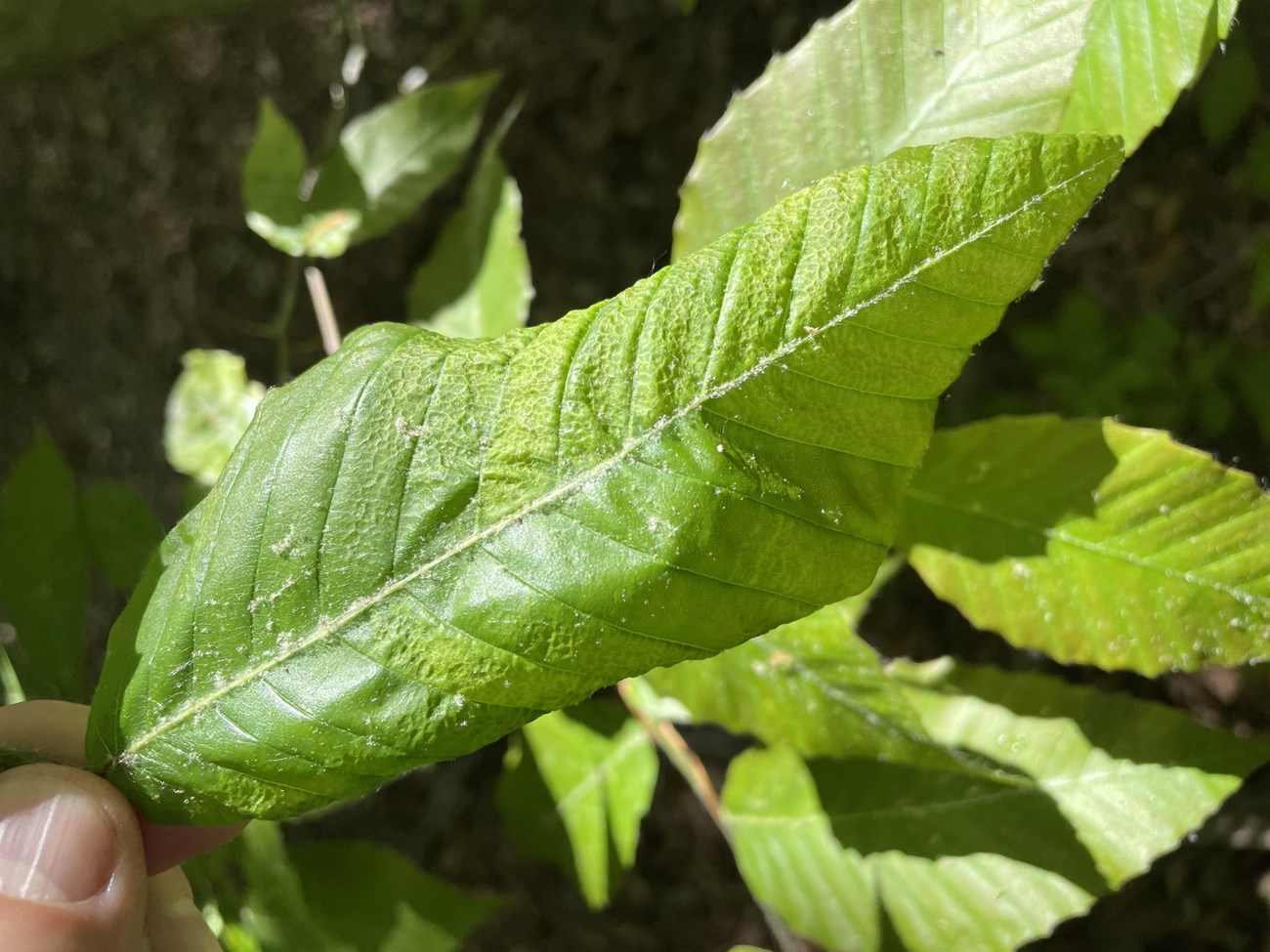 A leaf that is curling inwards along the edges is held in the center of the frame.