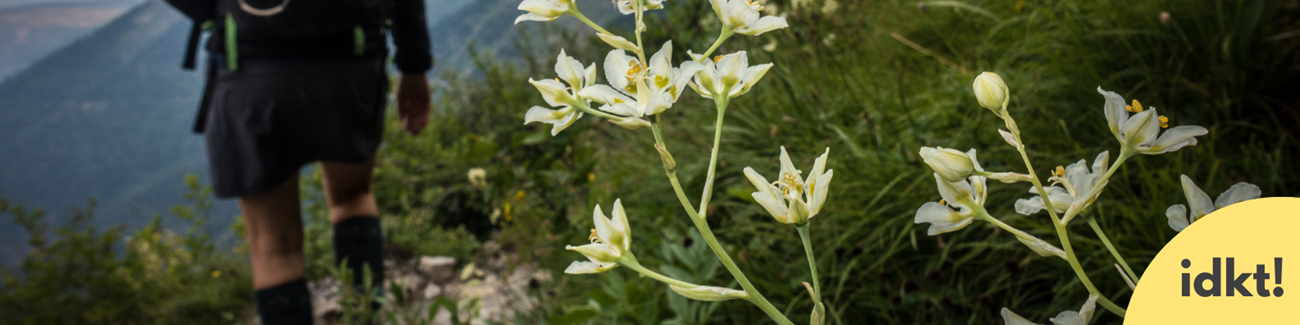 a close up of a white flower as a hiker passes it on a trail