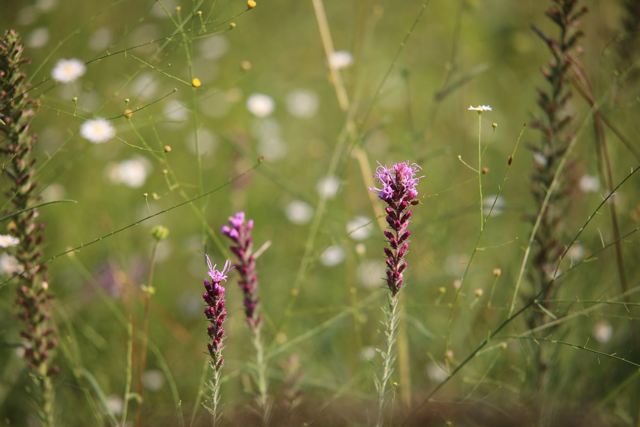 Liatris pycnostachya and Boltonia diffusa in Big Thicket National Preserve