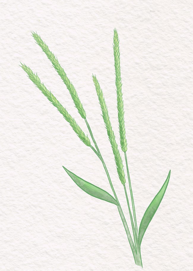 Little Barley (Hordeum pusillum) (U.S. National Park Service)