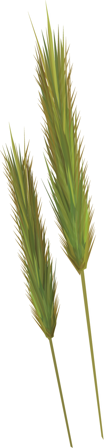 Little Barley (Hordeum pusillum) (U.S. National Park Service)