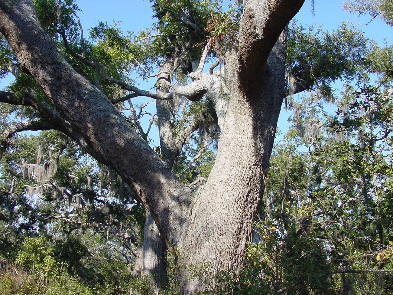 The gray and scaley textured trunk of a tree with branches ending in leaves with scraggly looking plants, known as Old Man’s Beard, hanging at the end of the branches.