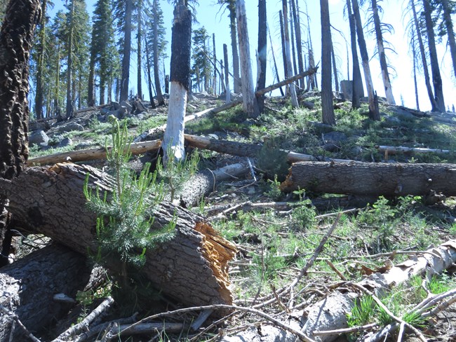 Forest slope with conifer seedlings mixed in with burned trees.