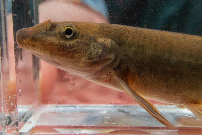 A close-up image of a brown fish with a long snout