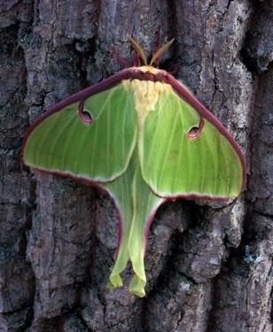 A green moth on a brown tree trunk. The moth's wings have red accents along the exterior.