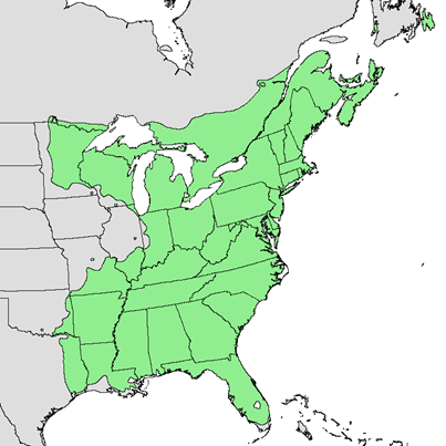 A map of the eastern United States in gray with the range of the red maple indicated in green.