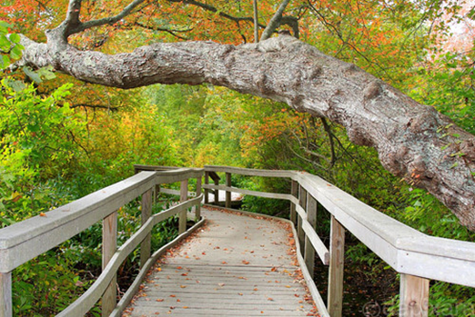 View of a boardwalk trail going through the red maple swamp with a red maple tree trunk arching over the trail.