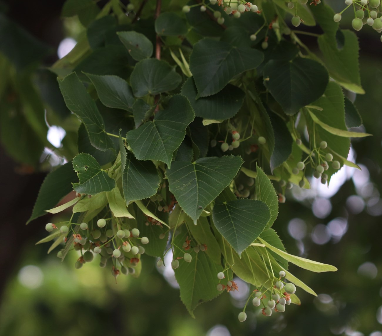 green triangular leaves with small green fruits coming out in bunches