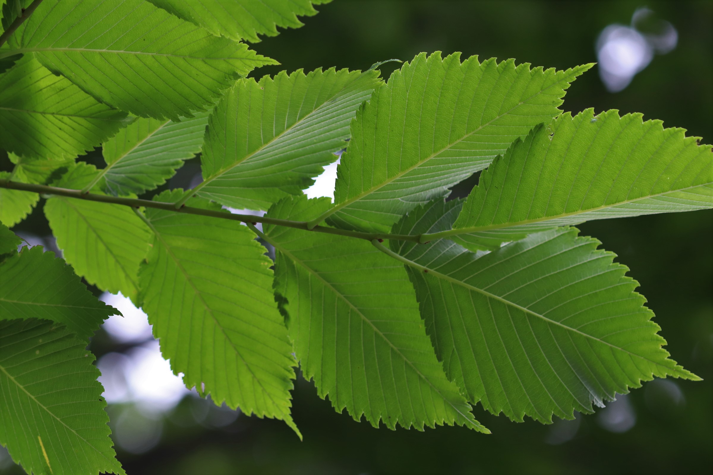 underside of serrated and tapered bright green leaves