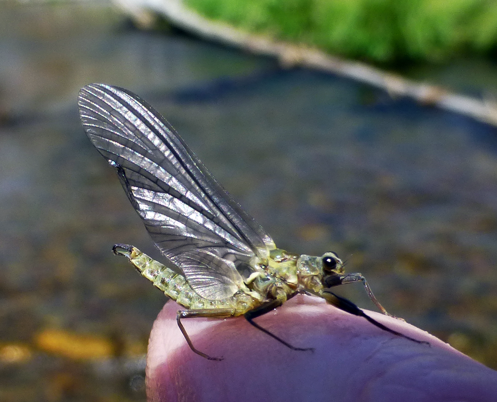 Greenish bug with graceful, upright wings and 6 legs, perched on a human hand.