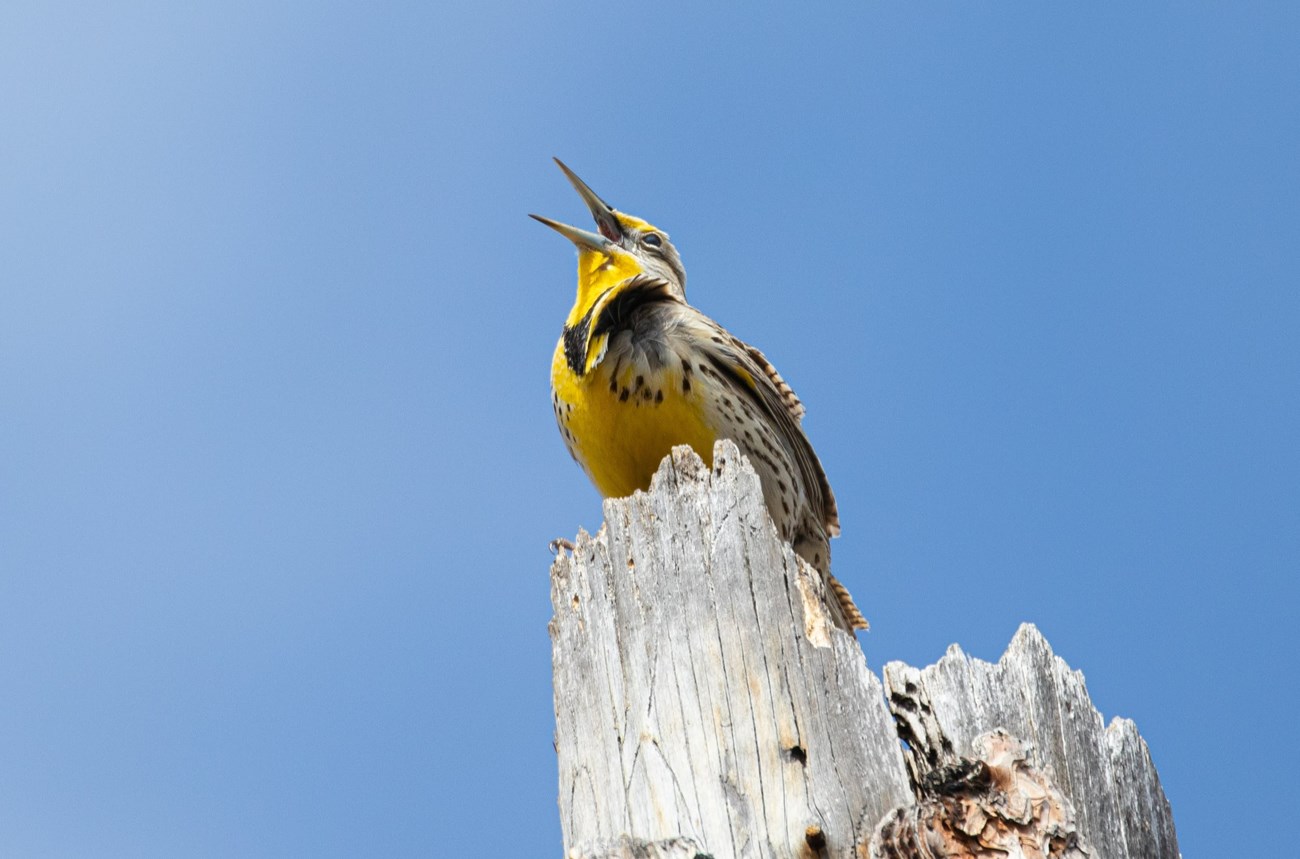 A yellow western meadowlark perches on a stump and sings