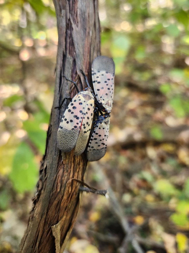 Three moth-like insects with spotted wings huddled on a woody vine