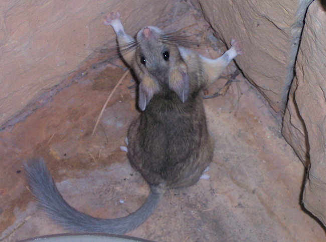 Photo of a bushy-tailed woodrat