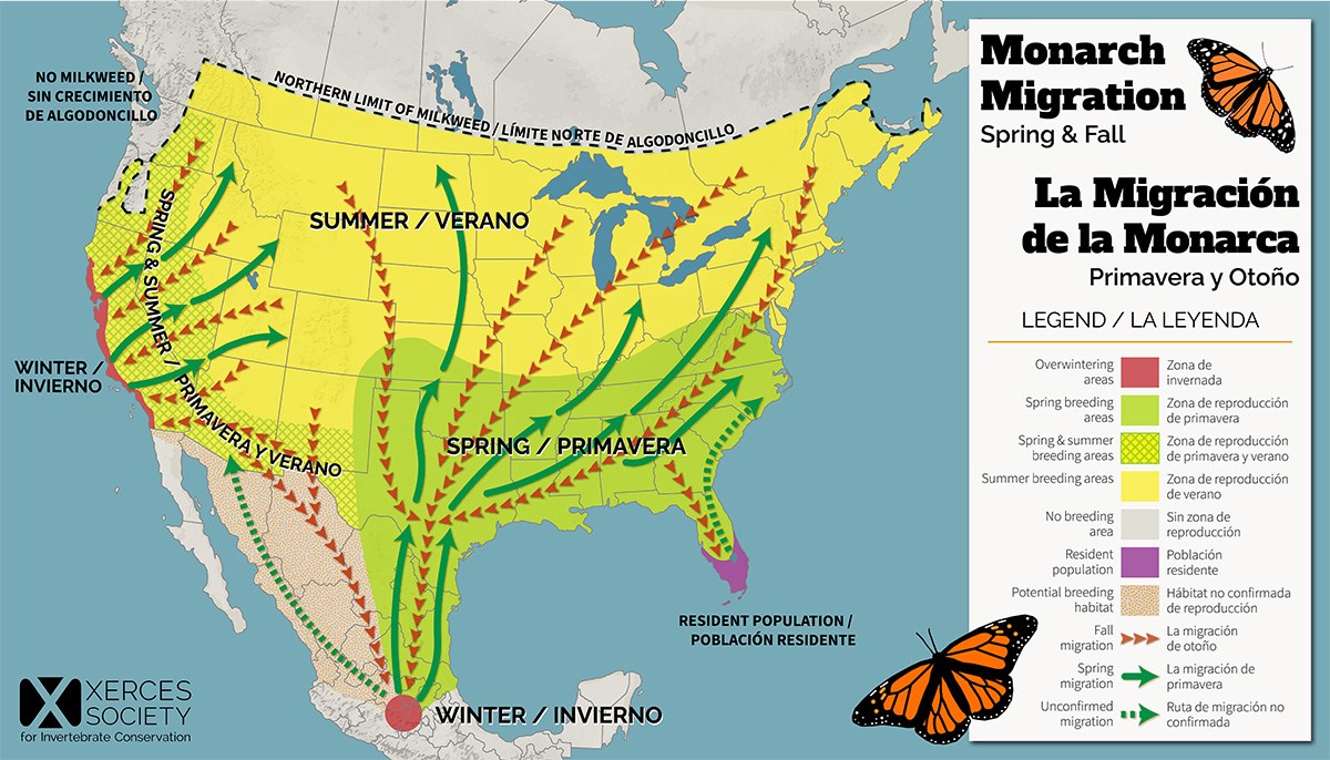 Map of monarch migration in the United States. Shows north and south migrations between the eastern United States and central Mexico, and between the western United States and coastal California.