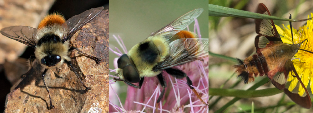three insects that appear similar to bees in coloring and size