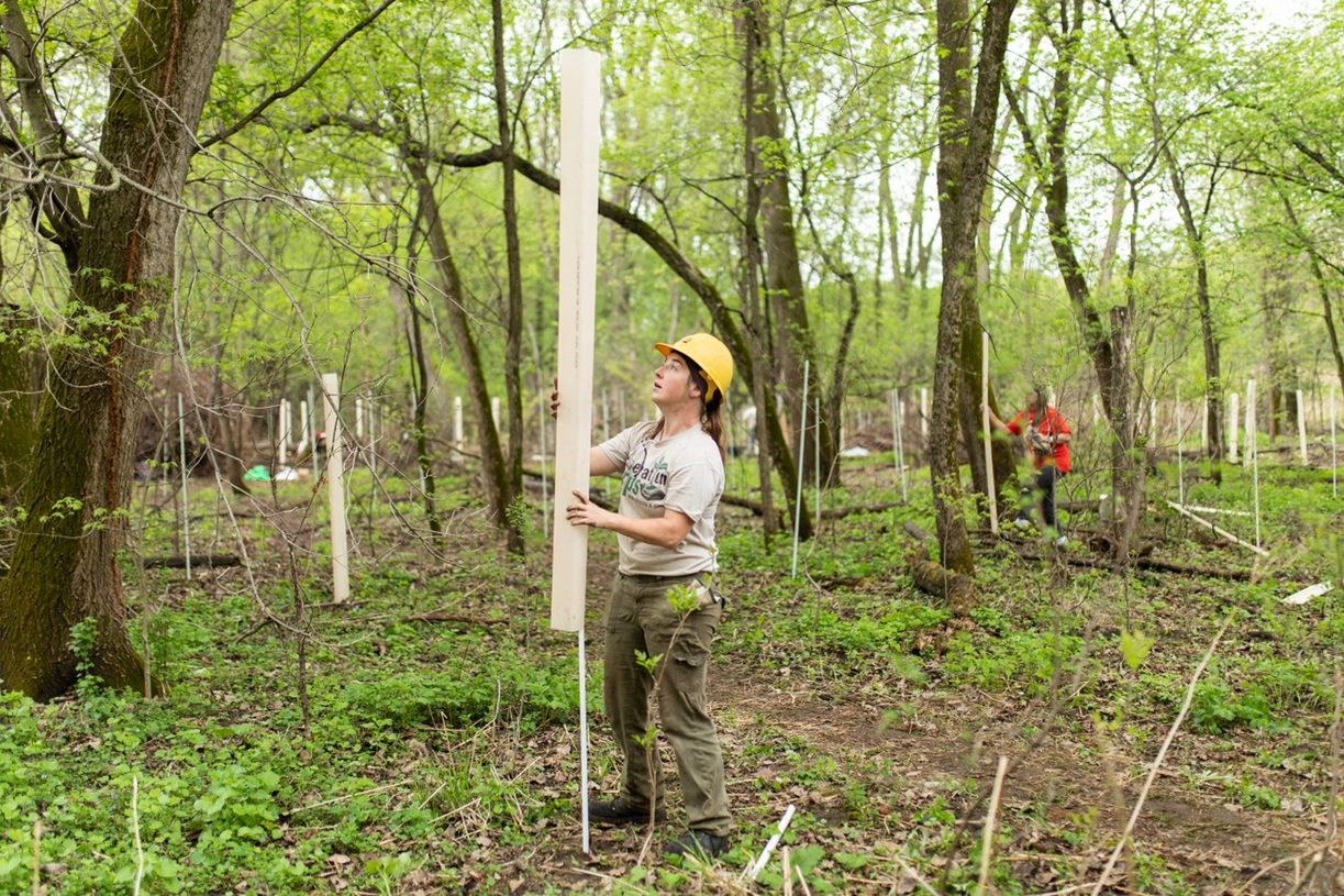 a person in a hardhat lift a plastic cover over newly planted vegetation in a forest