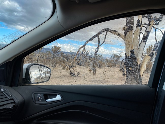 burned joshua trees outside of a car window