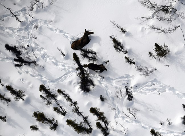 Aerial view of moose bedded down in the snow.
