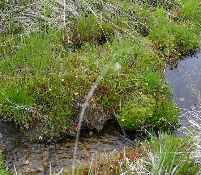 Moss covered bank of small stream.