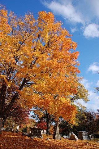 Mt. Auburn Cemetery. Courtesy of Chris Devers, Flickr's Creative CommonsMt. Auburn Cemetery. Courtesy of Chris Devers, Flickr's Creative Commons