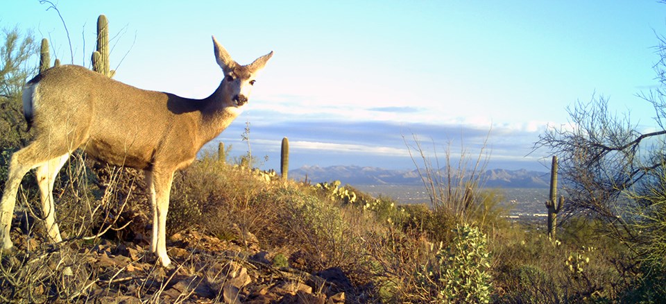 A deer with long ears and a black-tipped tail standing perpendicular to a camera with its head turned to the camera on a desert hillside.