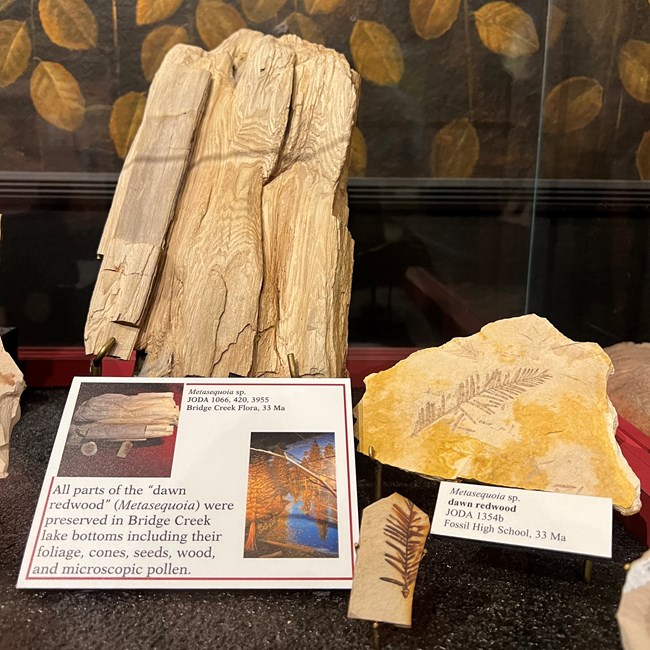 A pale piece of redwood sits in a glass case with exposed grain next to fossilized brown redwood needles in tan limestone matrix.