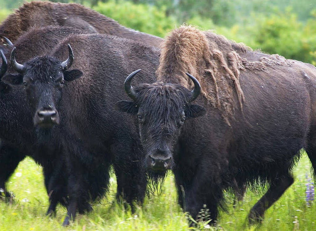 Two large, brown bison with curved horns and shaggy coats